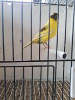 Kanarie pop, Dieren en Toebehoren, Vogels | Kanaries