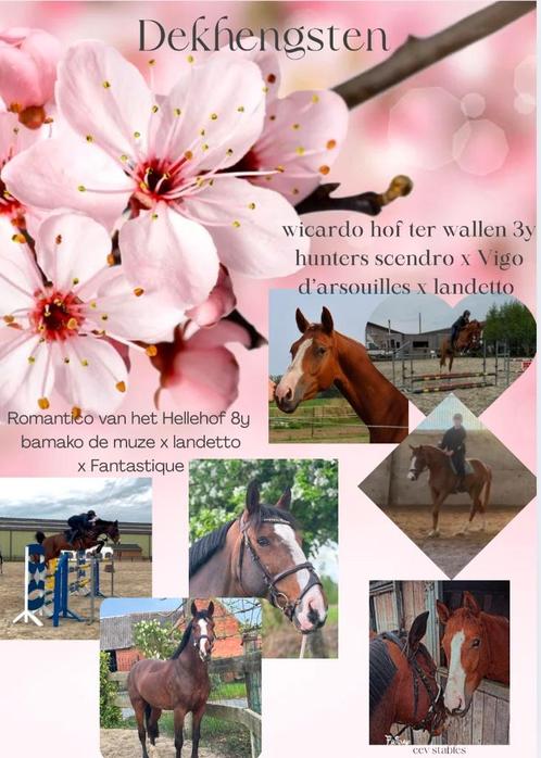 Dekhengsten, Dieren en Toebehoren, Paarden en Pony's | Dekhengsten en Fokmerries, Hengst