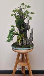 Juniperus Chinensis Bonsai, 17 Jaar, Ishitsuki Stijl, Tuin en Terras, Planten | Bomen, Lente, Minder dan 100 cm, Volle zon, In pot