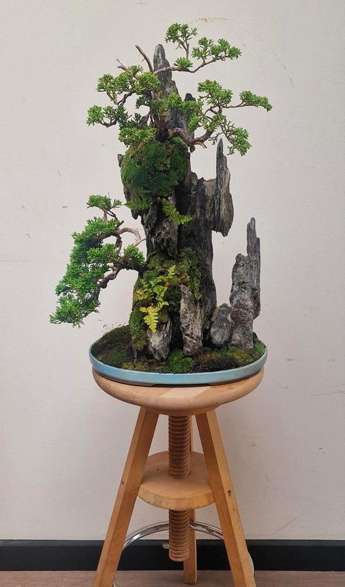 Juniperus Chinensis Bonsai, 17 Jaar, Ishitsuki Stijl, Tuin en Terras, Planten | Bomen, Overige soorten, Minder dan 100 cm, Volle zon