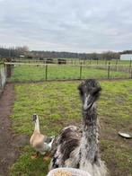 Emoe haan te koop, Juni, Mannelijk