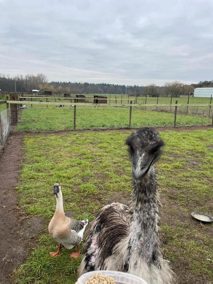 Emoe haan te koop, Dieren en Toebehoren, Overige Dieren, Mannelijk, Juni