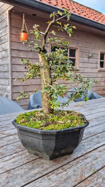 Crataegus monogyna prebonsai starter beschikbaar voor biedingen