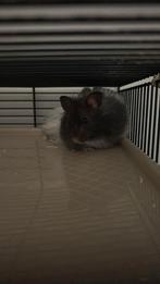 Hamster, Dieren en Toebehoren, Knaagdieren, Mei, Hamster