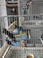Kanaries, Dieren en Toebehoren, Vogels | Parkieten en Papegaaien