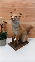 Taxidermie - opgezette jonge vos, Verzamelen, Ophalen of Verzenden, Gebruikt, Opgezet dier