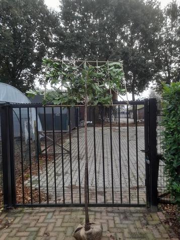 leilaurier prunus novita leiboom vanaf €75 beschikbaar voor biedingen