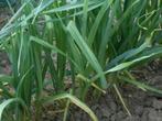 Prei planten, Ophalen