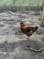 Jonge kriel haan lente 2025, Dieren en Toebehoren, Pluimvee