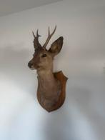 Belle tête de cerf avec bois, en parfait état, Collections, Enlèvement, Comme neuf