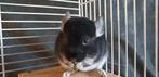 Chinchillas, Dieren en Toebehoren