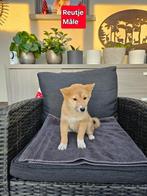 shiba inu pup reutje, Dieren en Toebehoren, Honden | Poolhonden, Keeshonden en Oertypen, België, 15 weken tot 1 jaar, CDV (hondenziekte)