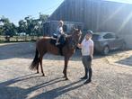 Knappe, lieve merrie, Dieren en Toebehoren, Merrie, Minder dan 160 cm, Gechipt, 3 tot 6 jaar