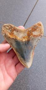 Mooie Megalodon haaientand fossiel uit Indonesië fossielen, Ophalen of Verzenden, Fossiel