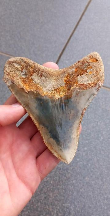 Mooie Megalodon haaientand fossiel uit Indonesië fossielen beschikbaar voor biedingen