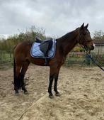 TF 2022, Gechipt, Hengst, 3 tot 6 jaar, L