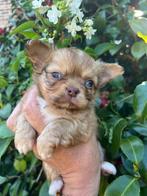 Prachtig  langharig chihuahua teefje, Dieren en Toebehoren, Honden | Chihuahua's en Gezelschapshonden, België, Fokker | Hobbymatig