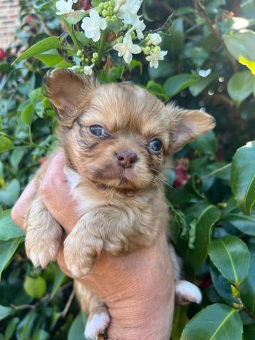Prachtig  langharig chihuahua teefje beschikbaar voor biedingen