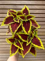 Coleus alligator Alley, Huis en Inrichting, Kamerplanten, Ophalen of Verzenden