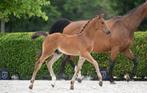 Z Veulen Hengst, Dieren en Toebehoren, Paarden, Springpaard, Gechipt, 0 tot 2 jaar, Hengst