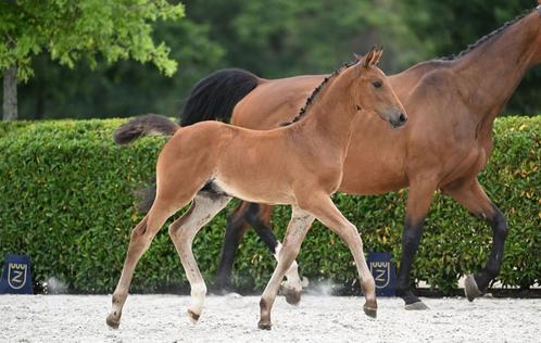 Z Veulen Hengst, Dieren en Toebehoren, Paarden, Hengst, Onbeleerd, 0 tot 2 jaar, Springpaard, Met stamboom, Gechipt, Ontwormd
