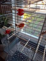 Kanarie rood, Dieren en Toebehoren, Mannelijk, Kleurkanarie