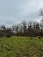 Weide gezocht, Dieren en Toebehoren