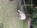 Groot wit schaap en ouessant ram bruin, Dieren en Toebehoren, Meerdere dieren, Schaap, 0 tot 2 jaar