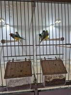 Gouldamadine, Meerdere dieren