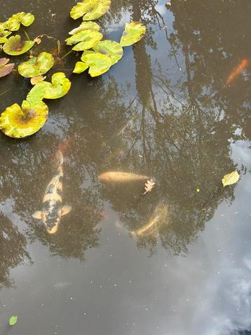 Koi’s beschikbaar voor biedingen