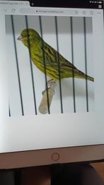 Recherche canari noir jaune mal et femmelle