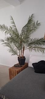 Faux palmier, Enlèvement