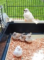 5 beaux bébés mandarins, Animaux & Accessoires, Oiseaux | Oiseaux Autre