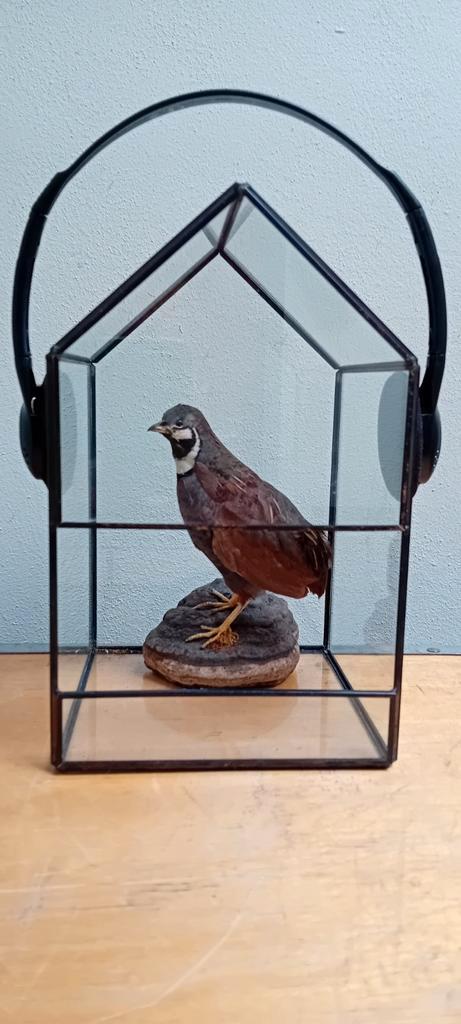 Dove kwartel in glazen huis, Verzamelen, Dierenverzamelingen, Zo goed als nieuw, Ophalen of Verzenden
