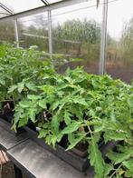 Tomaten, paprika, aubergine en komkommerplanten, Tuin en Terras, Planten | Tuinplanten, Ophalen, Volle zon, Groenteplanten, Eenjarig
