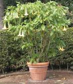 Brugmansia witte heerlijk geurende bloemen!, Tuin en Terras, Ophalen of Verzenden