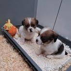 Shih-tzu - fox, België, Handelaar, CDV (hondenziekte), 8 tot 15 weken