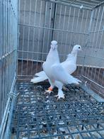 Takla beyaz, Dieren en Toebehoren