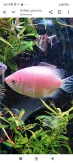 Recherche gourami géant albinos