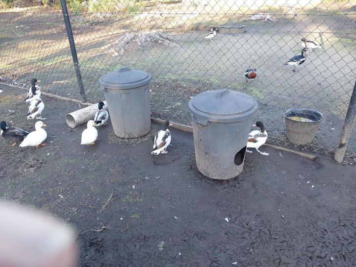 Bergeend natuurbroed, Dieren en Toebehoren, Pluimvee, Eend, Meerdere dieren