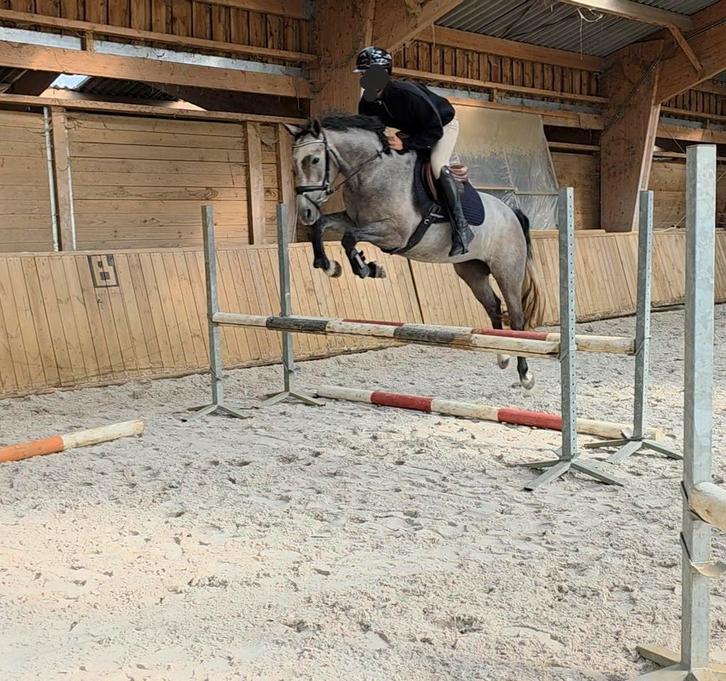 talentvolle 3jr sport merrie, Dieren en Toebehoren, Paarden, Merrie, Zadelmak, 3 tot 6 jaar, Springpaard, Met stamboom, Gechipt