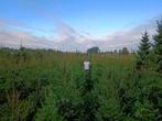 Partijen prachtige Picea omorika kerstbomen - alle maten!, Tuin en Terras, Ophalen, Overige soorten, 100 tot 250 cm