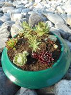 planten, Tuin en Terras, Overige soorten, Volle zon, Vaste plant, Ophalen of Verzenden