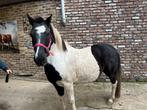 Weidemaatje te koop, Poney de récréation, Poney D (1.37 m à 1.48m), Non dressé, Jument