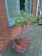 pot met rozenstruik, Tuin en Terras, Ophalen