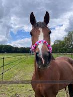 Dressuur rijpaard/fokmerrie, Merrie, Met stamboom, Dressuurpaard, 7 tot 10 jaar