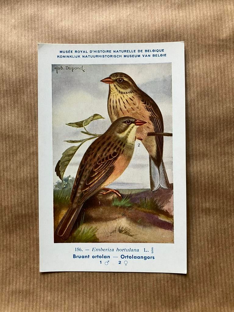Vogels der Belgische Fauna Nr. 156 Ortolaangors, Collections, Cartes postales | Animaux, Enlèvement ou Envoi, Non affranchie, Oiseaux