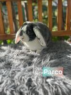 TER ADOPTIE gecastreerde ram, Dieren en Toebehoren, Mannelijk, Klein, Hangoor, 0 tot 2 jaar