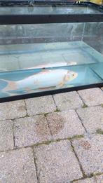 Vijvervis koi, Dieren en Toebehoren, Karper of Koi
