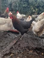 Kip en haan te koop en 1 eend te koop, Meerdere dieren, Kip